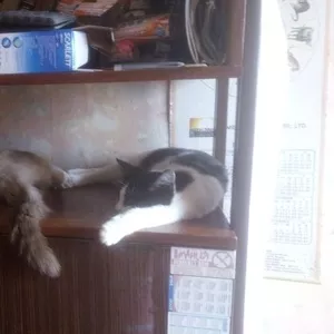 2 кота