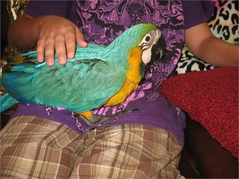 7дома,  поднятые и зарегистрирован синих и золотых попугаи ара для прод