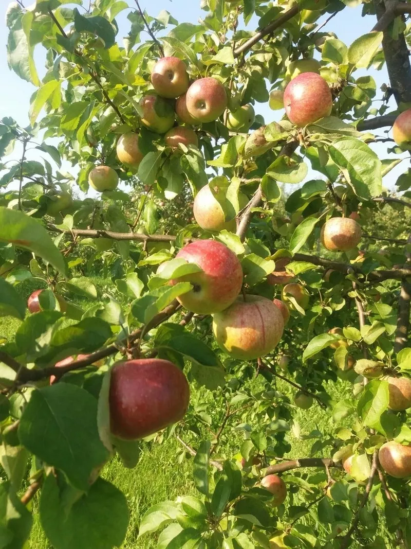 Яблоки оптом 55-90+ от собственника 33 руб/кг